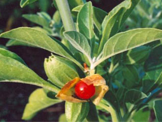 ashwagandha flower