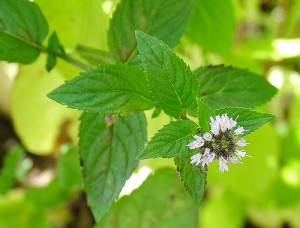 natural insect repellent