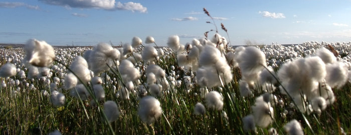 field of cotton growing