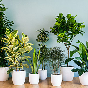 Clean Home: Indoor Plants