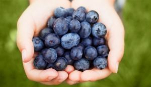 blueberry superfoods