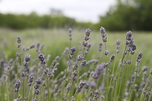 lavendar field