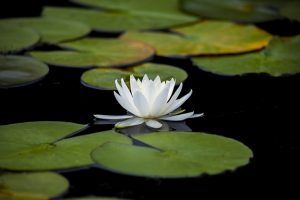 Lotus Flower meditation