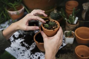 potting mixture