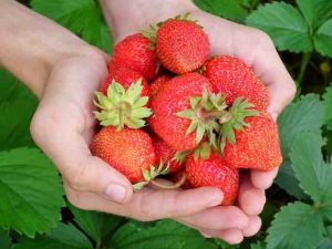 Strawberries, leaves, hands