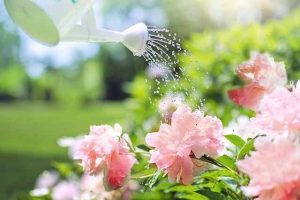 Water can, flowers, water spray