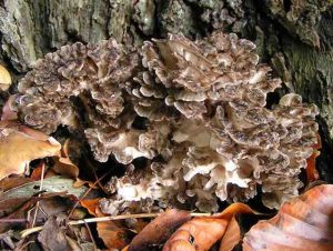 Maitake mushrooms, forest