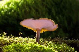 Reishi mushroom, sunlight, forest