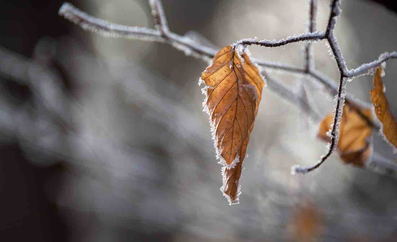 fall leaf with ice