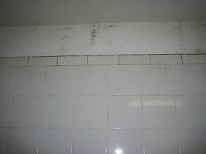 black mold in shower