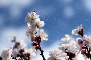 fruit trees blooming