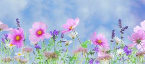 colorful wildflowers blooming