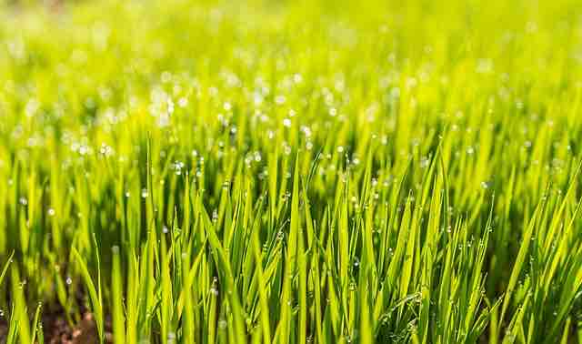 green grass with water droplets