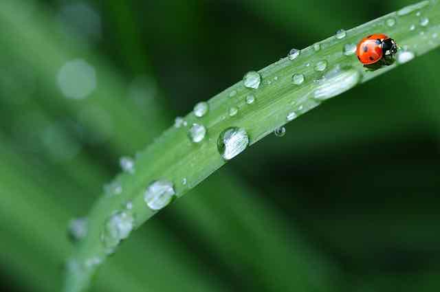 ladybug on a blade of grass with water droplets